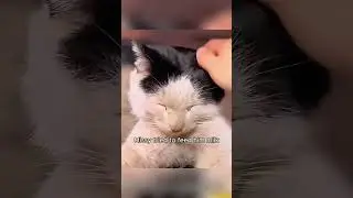Abandoned cow cat. #shortvideo #animals #animal #cute #rescue #cat #shorts
