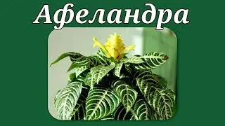 Афеландра. Уход в домашних условиях