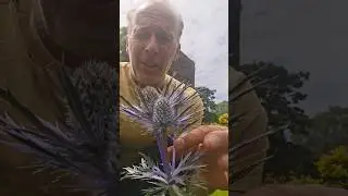 Sea Holly (eryngium) #ediblegarden #foraging #herbs #gardening #exotic #bees #permaculture #ideas