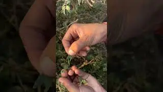 Tephrosia purpurea || शरपुंखा #plants #ayurvedstudies #drvipin #viralshorts #nature #ayurved #medica