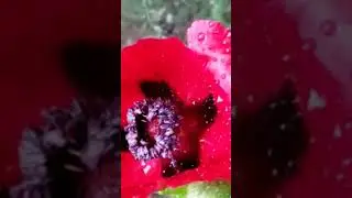 A flower does not use words to announce its arrival to the world; it just blooms.