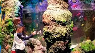 Sea Life Centre Aquarium in Manchester