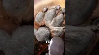 Вот почему собаки шлёпают лапами после того, как поиграли в гольф на газоне! #собаки #образование...