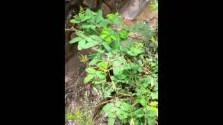 Mimosa pudica - shy leaf Lombok Indonesia 9