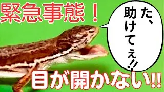 目が開かなくなったカナヘビを治す❤️‍🩹脱皮不全の温浴治療。