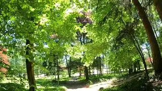Hadwen Arboretum time lapse 4k