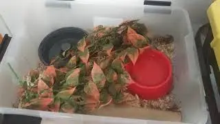 False water cobra tub