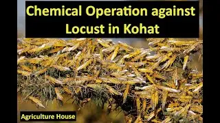 Chemical Operation against Locust in Kohat Gamkhol Shareef few days ago