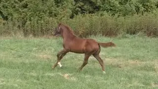 Liberace (Livaldon/Westporte/Belisar) 2016 Hanoverian Colt - Canter