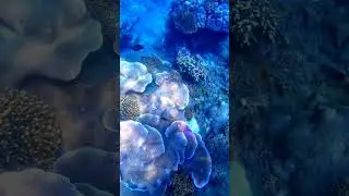 colorful corals and variety of fishes #coralreef #ocean #fish #dji #spearfishing #snorkeling #travel
