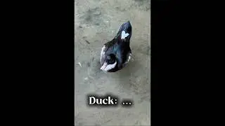 Duck edit
