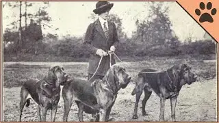Top 10 Most Ancient Dog Breeds