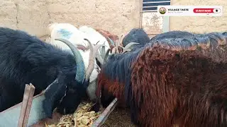 Peaceful Village Life ASMR &ndash; Goats Eating Fresh Food 🌾🐐