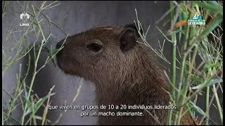 &iexcl;DESCUBRE LA HISTORIA DE NUESTROS CAPIBARAS!