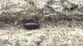Slater bugs walking in line (pillbug, crustacean, wood louse)
