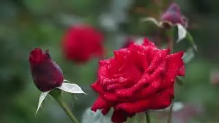 Red Rose in Full Bloom HD Videos No Copyright