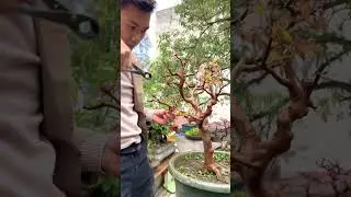 Nho thân gỗ làm bonsai - Wood grapes for bonsai