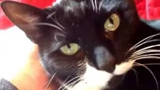 Cat batting eyelids