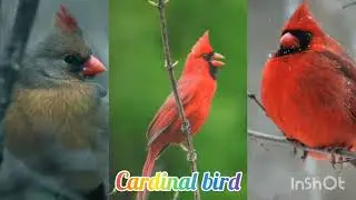 Cardinal bird / pajaro cardinal / cardinal bird sounds / cardinal bird image