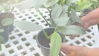 අලුත් අවුරුද්දෙ පලවෙනි plant sale එක 💚💚 #homegardensrilanka #plants #indoorplants #plantsale 