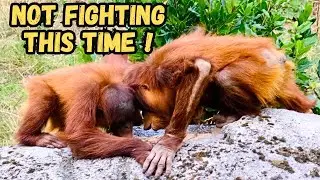 Young Orangutans Hilda and Arga Not Fighting For Once!