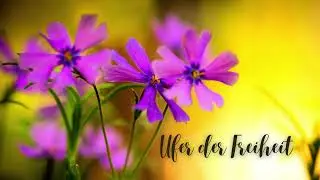 Ufer der Freiheit – Vom Loslassen der Dogmen & dem Fluss des Lebens folgen