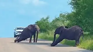 Elephants Put on Circus Show in the Road