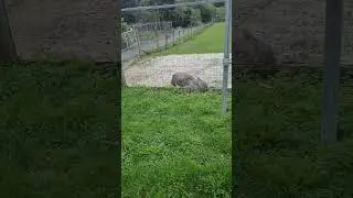 Ostrich's hide and seek🤣  #ytshorts #ostrichbird #ostrich #wildlife #bigbirds #bigbirds