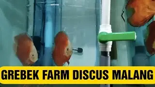 Grebek Farm Discus Malang MLG Discus punyanya Om Oka