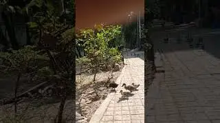 🦆🦆🦆🦆🦆🦆|#shorts #youtubeshorts #shortvideo #trending #reels #worldofrpr