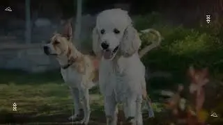 Origins of Pitbull Poodle Mix