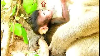Adorable Baby Monkey Brittany Look at Mom Full Face