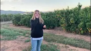 Naranjas y mandarinas de PEDRALBA.