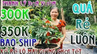27/12☎️0339632617(Diện)🔥mai tết 2026 thanh lý dọn vườn 10 mã số phông tàng thông cây chà bá 300k