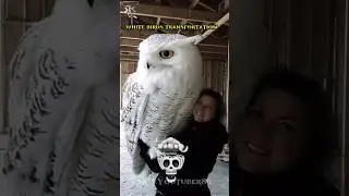 White birds tranfermetion #owl #eagle Every White Bird Transmission Explained