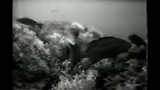 Part 2 oculina reef clip1