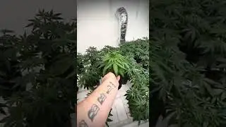 Grown under SunPlix LED grow lights