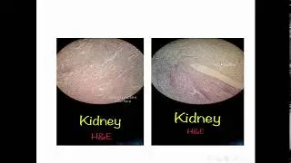 Practical Module 16B - Urinary System - Dr Iman Nabil - By Kareemovic