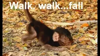 Pity Newborn Baby Nelson shaking body walk-walk fall hit face to ground| Come 0n baby!