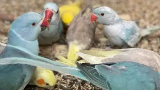 Fascinating chirping of parakeets #asmr #birds (Episode-19)