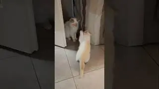 The smallest kitten is the biggest hooligan  #shorts #mycatregion #littlekitty