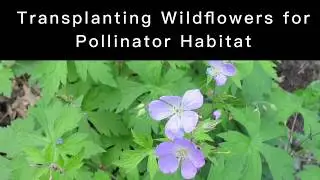 Transplanting Wild Geranium