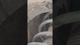 snake rescue bronzeback tree snake non venomous #rescue #short #video 🐍🐍😱😱😱