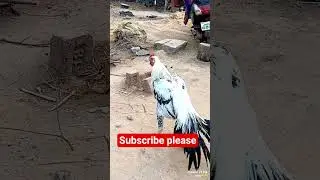 Aseel murga parrot brick #bard #chicken #fighter