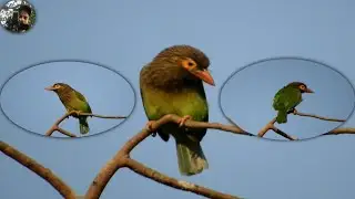 बड़ा बसंता || Brown-Headed Barbet || Psilopogon zeylanicus
