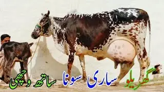🔴 cholistani cross cow for sale (03014865352) youtube. 26-11-2025