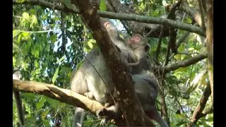 Monkey Jane Sleep For Mona Remove A Lice For Hours On tree,Feb18,2022 /U-Share Mk39
