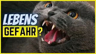 Das passiert, wenn dich eine Katze bei&szlig;t! (Gef&auml;hrlicher als gedacht?)