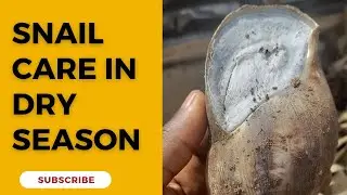HIBERNATION/AESTIVATION  IN SNAILS | SNAIL CARE IN DRY SEASON