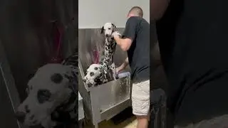 Attacked by 2 Dalmatians. 🐾 #dalmatian #dalmatianpuppy #dogbath #tutorial #dogs #puppy #puppies